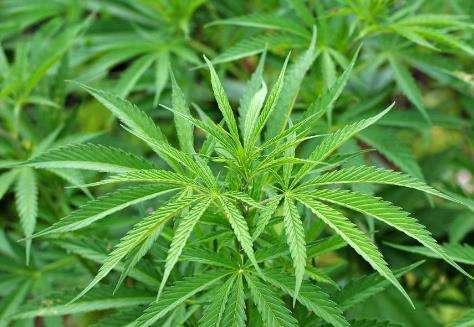 德展健康与汉麻投资签署战略协议 宣布进军大麻健康产业