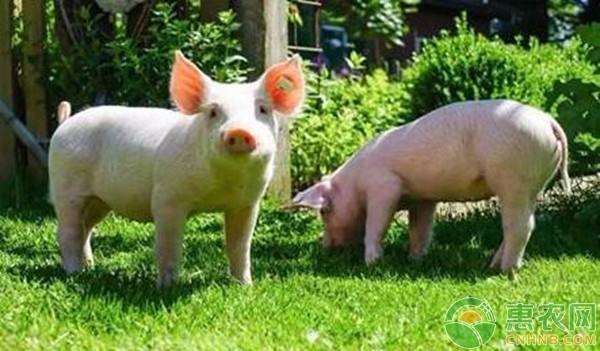 生猪养殖产业上市公司扫描丨行业观察